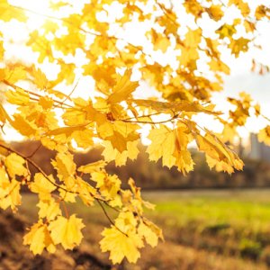 Fall Season & Leaves